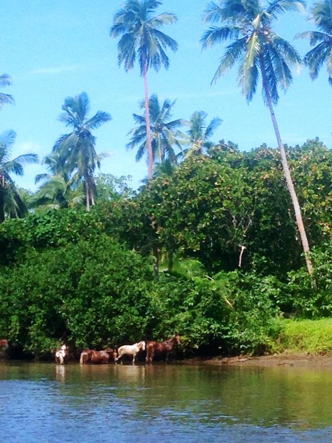Naveria Heights Lodge Savusavu Esterno foto